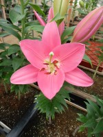 [4607 VZ W08 0838-01 No02.JPG]